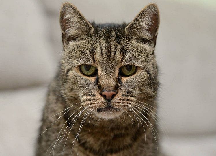 18 Anni Del Gatto A Quanto Corrispondono