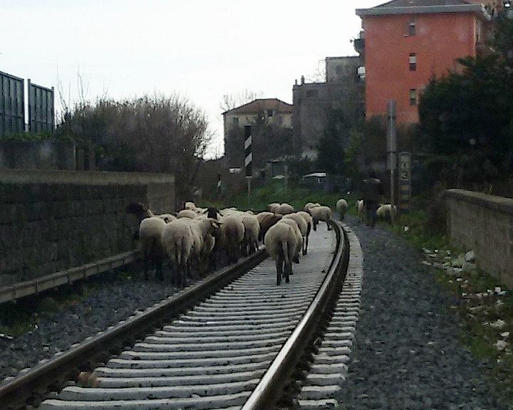Treno investe un gregge di pecore | Cronaca AREZZO