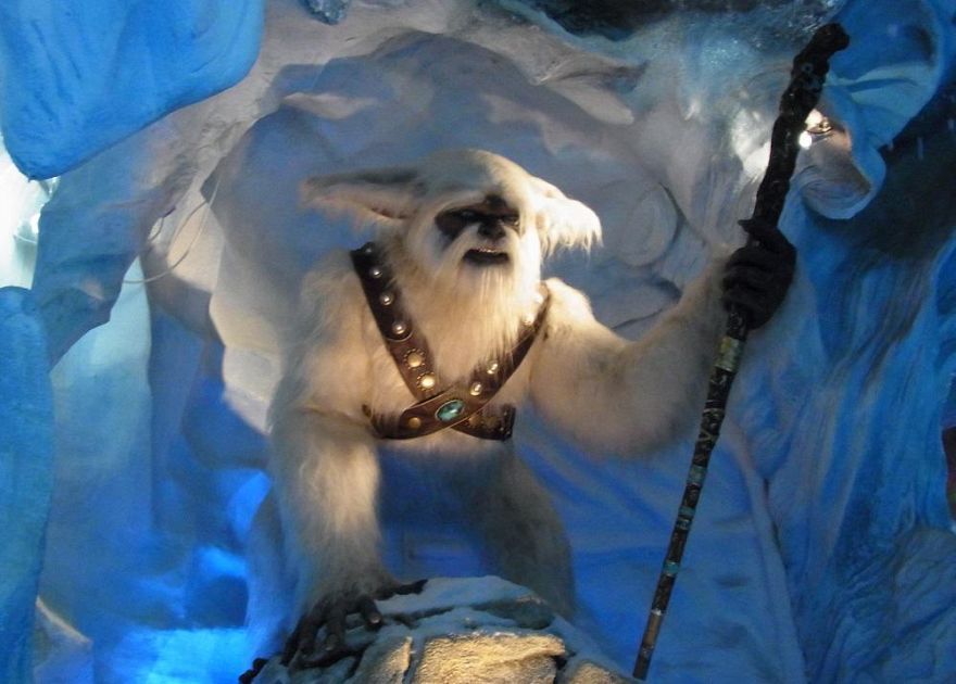 Tramonta il mito dello Yeti, è un orso | Attualità BUFFALO (Stati Uniti)