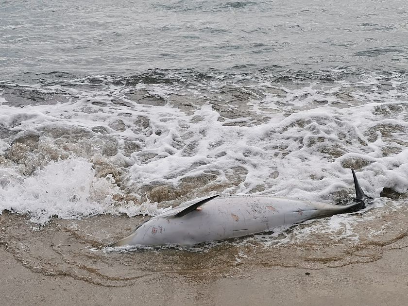 Delfini Spiaggiati, Servirà Tempo Per Le Analisi | Attualità ISOLA D'ELBA