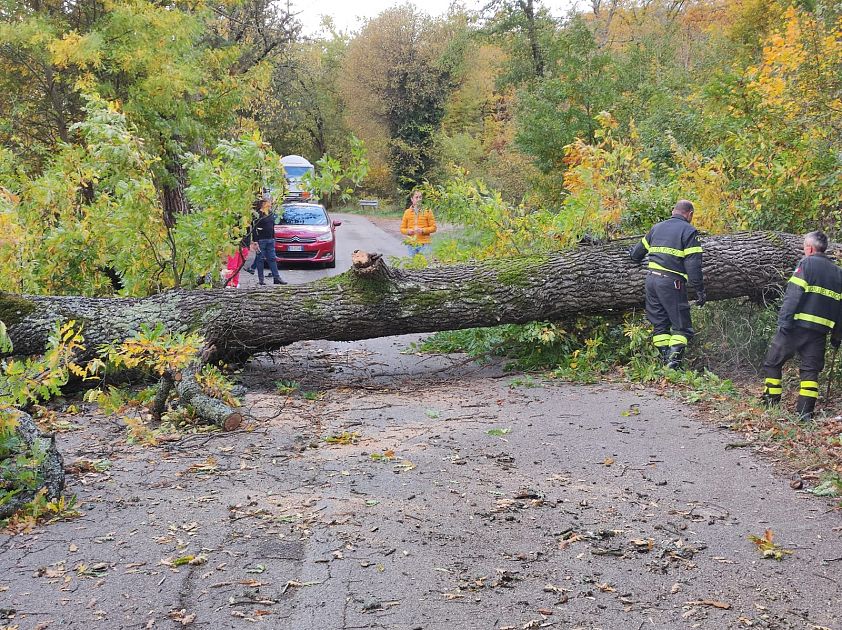 Grosso albero crolla e invade la carreggiata Cronaca AREZZO