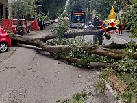 L'albero caduto in viale Giannotti a Firenze