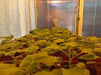 Piante di Nicotiana benthamiana nella serra a contenimento del Laboratorio Biotecnologie Enea per i progetti di Plant Molecular