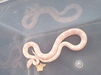 Il Serpente del Grano catturato a Livorno