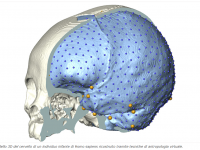 Modello 3D del cervello di infante di Homo sapiens 