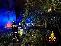 Un albero crollato nel Pisano