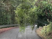 Un albero pericolante