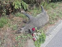Da mercoledì la carcassa del cinghiale si trova a bordo strada sulla provinciale verso Portoferraio, poco dopo il bivio per Lacona