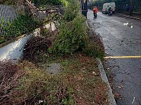 Alcuni degli alberi caduti a Livorno