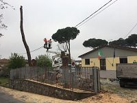 Gli alberi tagliati in via Giannini