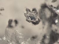 La microfotografia del diamante studiato, con in evidenza le inclusioni all'interno