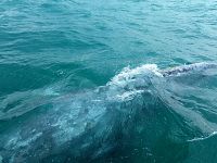 Una balena grigia nella baia Magdalena - foto di Blue Lama
