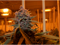 La piantagione di marijuana
