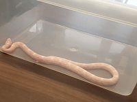 Il Serpente del Grano catturato a Livorno