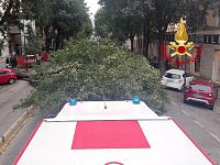 L'albero caduto in viale Giannotti a Firenze