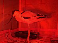 L'Avocetta ricoverata al Cruma di Livorno