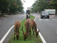 Cervi in mezzo a una strada a Nara - foto Blue Lama