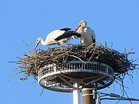 Le cicogne in uno dei nidi allestiti