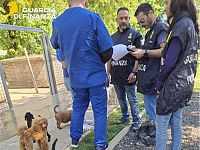 L'intervento della guardia di finanza