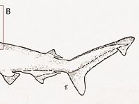 Disegno dell’esemplare realizzato da Tortonese e dettaglio della pinna dorsale danneggiata