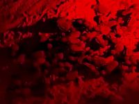 Il brulicare di tartarughine neonate