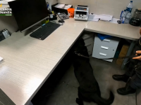 guardia di finanza cinofili