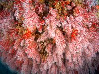 L'immagine della colonia corallina nel 2017