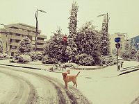 Un cane nella neve (autore Pagina FB Comitato Pro Renzi Pontedera)