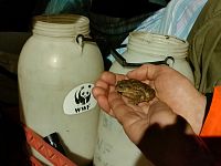 Gruppo S.O.S. Anfibi WWF Toscana (Foto Carlo Scoccianti)