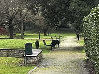 I cinghiali nel parco pubblico