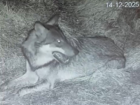 Uno dei lupi del branco