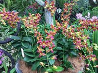National Orchid Garden - foto Blue Lama