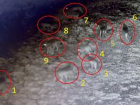 Il branco di lupi: i cerchi rossi evidenziano 9 esemplari