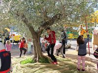 bambini raccolgono olive