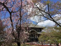Il tempio Tōdai-ji - Foto Blue Lama