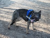 Il cane Eviva della polizia di Stato