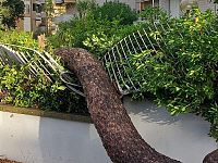 Uno degli alberi caduti a Livorno