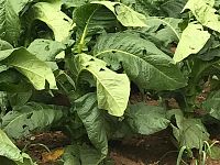 I danni alle piante di tabacco
