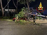 L'albero crollato in strada a Grosseto