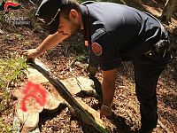 L'intervento dei carabinieri forestali