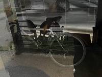 La bici al sicuro nella sala d'attesa chiusa
