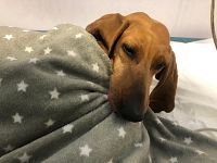 Il cane Mara durante la convalescenza