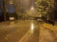 Uno degli alberi caduti in strada a Pietrasanta