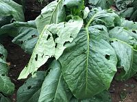 I danni alle piante di tabacco