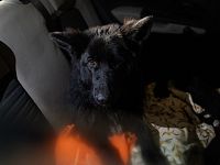 Uno degli interventi di soccorso della Lav