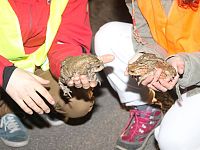 Gruppo S.O.S. Anfibi WWF Toscana (Foto Gianfranco Collini)