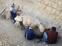 Lo scavo delle vertebre del Perucetus colossus