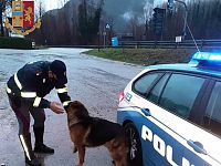 cane pastore tedesco con poliziotto