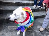cane con bandiera pace