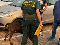 Uno dei cani sfollati coi proprietari